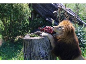 Hayvanat bahçesi sakinlerinin beslenme saati