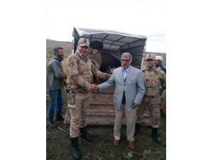 Kars'ta çalınan büyükbaş hayvanlar Ardahan'da bulundu