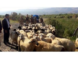Jandarma besicinin kayıp koyunları için seferber oldu