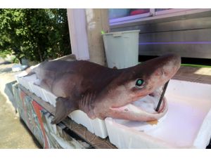 Balıkçıda sergilenen 3 metrelik köpek balığı ilgi görüyor