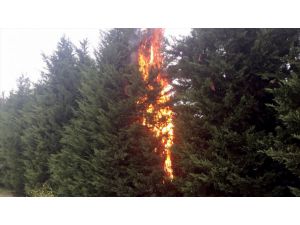 Ataşehir TEM bağlantı yolundaki ağaçlık alanda yangın