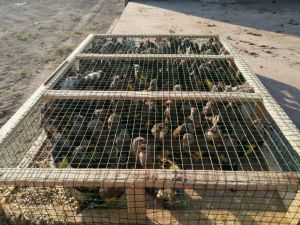 Suriye sınırında 2 bin saka kuşu ele geçirildi