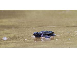 Mersin'de kaplumbağa yavruları denizle buluştu