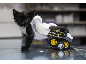 Arka bacakları tutmayan kediye oyuncak kamyondan yürüteç yapıldı