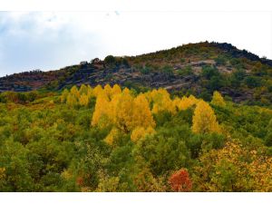 Tunceli ormanları sonbahar renkleriyle bir başka güzel