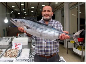 Balıkçı ağına 7,5 kilogramlık "zindandelen balığı" takıldı