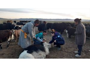 TİKA'dan Moğolistan'da veteriner hekimlere destek
