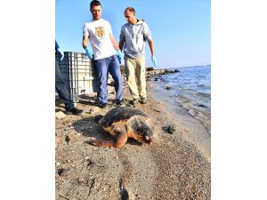 İzmir'de balıkçı ağına takılan caretta caretta tedavi edilerek doğal ortamına salındı
