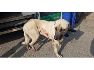 Gaziantep'te av tüfeğiyle vurulan köpek tedavi altına alındı