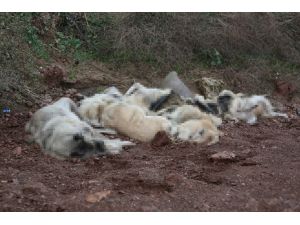 Osmaniye'de arazide çok sayıda ölü köpek bulundu