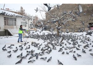 Etimesgut Belediyesi kar yağışında sokak hayvanlarını unutmadı