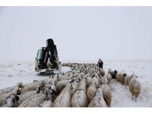 Van'da tipide mahsur kalan iki çoban ile koyun sürüsü kurtarıldı