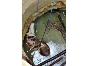 Elazığ Baskil'de 15 metrelik su kuyusuna düşen gebe ineği itfaiye kurtardı