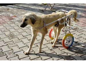 Mersin'de sakat kedi ve köpek yürüteçle hayata tutundu