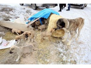 Yaylada ölüme terk edilen 26'sı yavru 28 köpeğe Belediye sahip çıktı