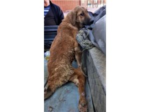 Burdur'da çöplükte bulunan engelli köpek hayvan hastanesinde tedaviye alındı