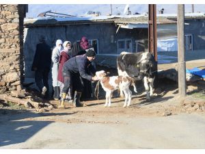 Depremden etkilenen Malatya'da yıkılan ahırlarda mahsur kalan hayvanları itfaiye ekipleri kurtardı