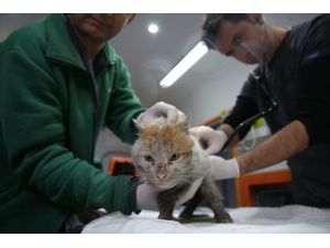 Enkaz altından çıkarılan kedi Antalya'ya getirildi