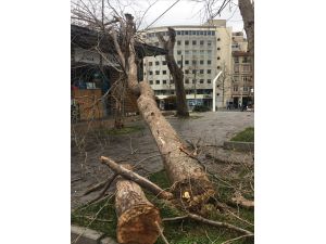 Gezi Parkı'nda kuruyan ağaçlar kaldırılıyor