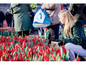 Hollanda'da "Ulusal Lale Günü" etkinliği