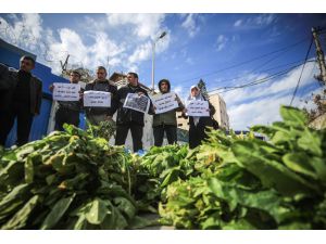 İsrail'in zehirli böcek ilaçları Gazzeli çiftçilerin mahsullerine zarar veriyor