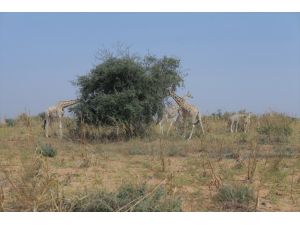TİKA'dan Nijer'de nesli tükenme riski yaşayan zürafalara destek