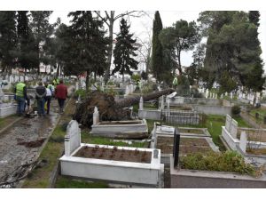 Ordu'da fırtına nedeniyle sökülen ağaçlar mezarlara zarar verdi
