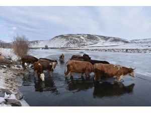 Kars'ta besiciler çaydaki buzları kırarak hayvanlarına su veriyor