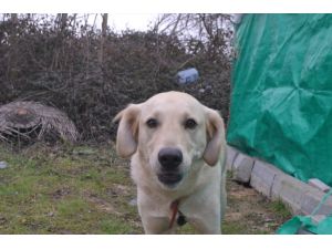 Sahibi öldürülen köpeğe KEHAYKO sahip çıktı