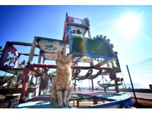 Mersin'de vatandaşlar "Dünya Kediler Günü"nde Miyav Park'ı ziyaret etti
