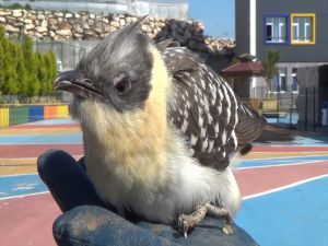 Mersin'de yaralı bulunan tepeli guguk kuşu tedaviye alındı