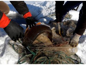 Eskimo usulü avcılıkta sezonun en büyük balığını yakaladı