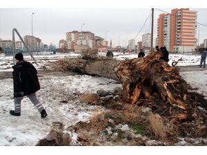 Kayseri'de devrilen ağacın altında kalan kişi öldü