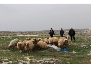 Liseli kızın üniversite hayali, ailesine hibe edilen hayvanlarla "yeşerdi"