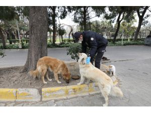 Bakırköy'de, polislerden sokakta yaşayan hayvanlar için mama dağıtımı