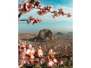 Afyonkarahisar'da baharın müjdecisi badem ağaçları çiçek açtı