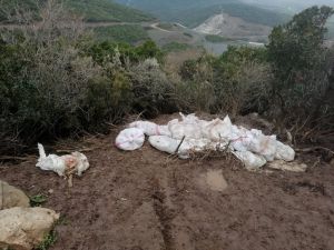 Bursa'da ölü tavukları çevreye atan çiftlik sahibine 88 bin 499 lira para cezası