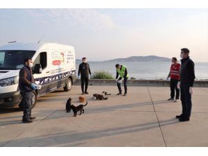 Kartal Belediyesi, sokak hayvanlarına mama ve su bıraktı