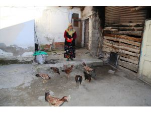 Öğretim görevlisinden tavukları telef olan kadına yardım eli