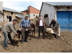 Tokatlı çiftçi 2 koyun ve düvesini Milli Dayanışma Kampanyası'na bağışladı
