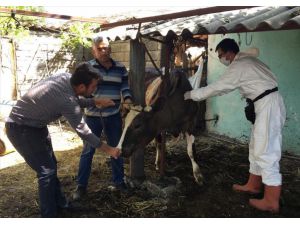 Antalya'da hayvan aşılama ve küpeleme çalışmasına ara verilmedi