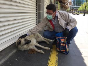 Sokağa çıkma kısıtlamasının uygulandığı Diyarbakır'da sokak hayvanları unutulmadı