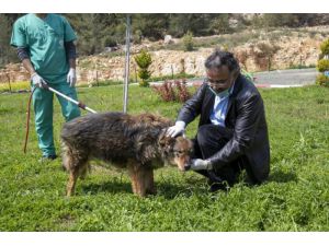Mersin'de trafik kazasında bacağı kırılan köpek tedaviyle yeniden yürümeye başladı
