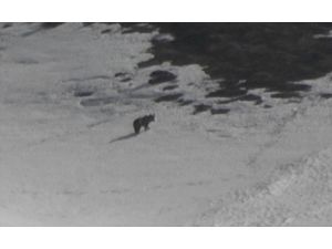 Mercan Vadisi'nde boz ayılar görüntülendi