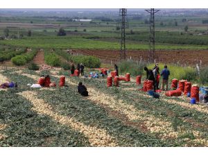 Çukurova'da tarımsal üretim hız kesmiyor