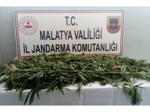 Malatya'da 1500 kök kenevir ele geçirildi