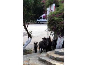 Muğla'da aç kalan domuzlar devlet hastanesi bahçesine indi