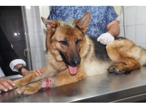 Antalya'da yaralı bulunan sokak köpeği tedavi edildi