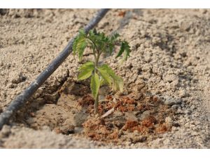 Safranbolu'nun yerli domatesi "maniye"de hedef üretimin devamlılığı