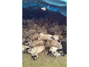 Elazığ'da kurtların saldırısı sonucu 120 koyun telef oldu